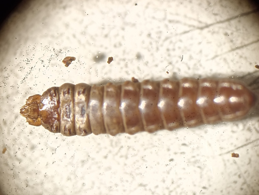 Teniform Fish Oak Mining Sawfly from Cdad. Universitaria, Madrid, Spain on May 31 ...