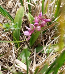 Image of Orchis laeta