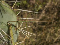 Pseudosermyle tridens