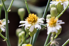 Chloracantha spinosa spinosa