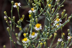 Chloracantha spinosa spinosa