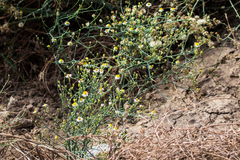 Chloracantha spinosa spinosa