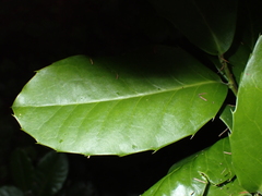 Ilex perado subsp. platyphylla image