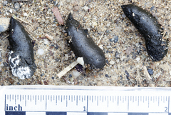 Callipepla californica