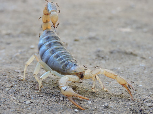 Hadrurus hirsutus
