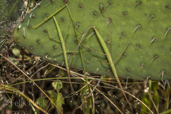 Pseudosermyle tridens