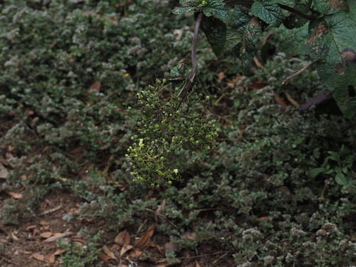 Scrophularia smithii subsp. smithii image