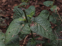 Scrophularia smithii subsp. smithii image