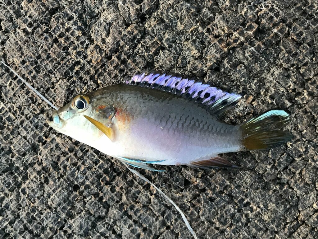 Cichlid (Chromidotilapia guntheri) — Cichlidae