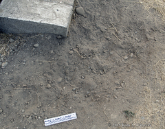 Callipepla californica