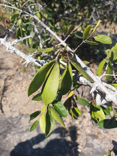 Elachyptera parvifolia image