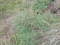 Schedonnardus paniculatus