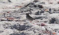 Passerculus sandwichensis rostratus