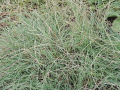 Schedonnardus paniculatus