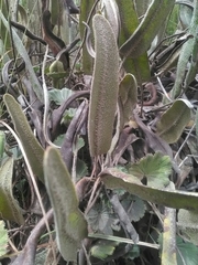 Elaphoglossum engelii