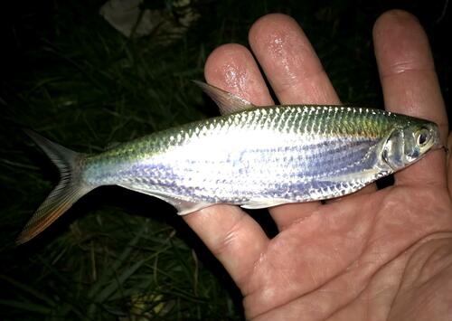 Characin (Alestes baremoze) — Alestidae — 2
