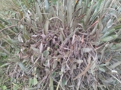 Elaphoglossum engelii