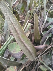 Elaphoglossum engelii