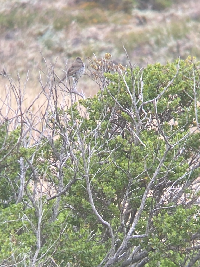 Black-throated Sparrow from Presidio, San Francisco, CA, US on May 31 ...