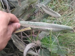 Elaphoglossum engelii