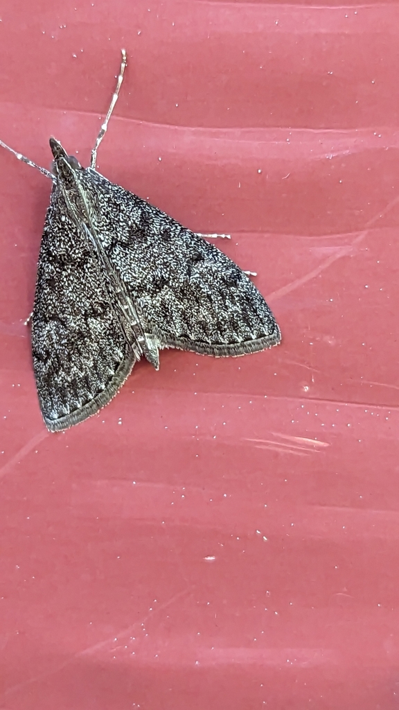 Dusky Saucrobotys Moth