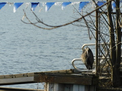 Ardea herodias