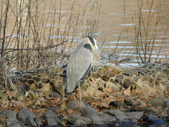 Ardea herodias