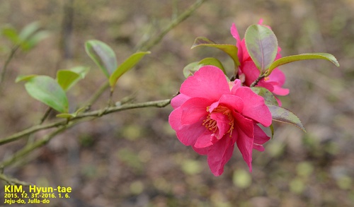 Camellia sasanqua