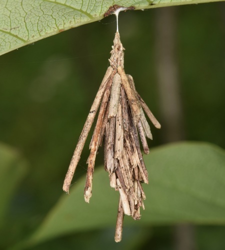 Common Bagworm Moth photo 3