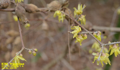 Chimonanthus praecox