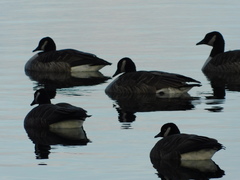 Branta canadensis
