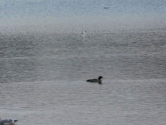 Mergus merganser