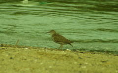 Actitis macularius