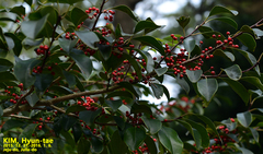 Ilex rotunda