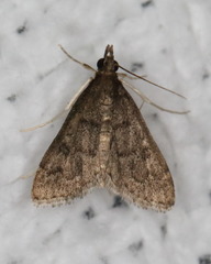 Steniodes declivalis