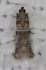 Amyelois transitella