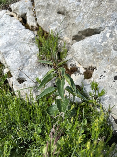 Vincetoxicum fuscatum