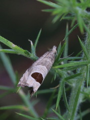 Notocelia uddmanniana