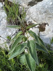 Vincetoxicum fuscatum, photograph Mirko Ubović, CC0, iNaturalist via GBIF