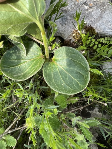Vincetoxicum fuscatum, photograph 2