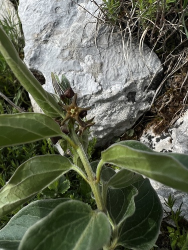 Vincetoxicum fuscatum, photograph 3