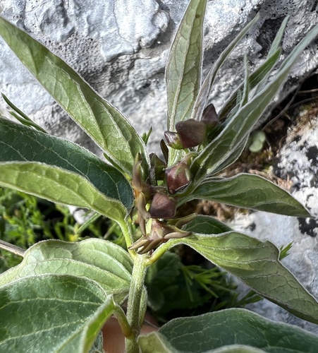 Vincetoxicum fuscatum, photograph 4
