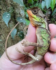 Red-Lipped Horned Tree Lizard photo 4