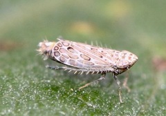Latalus