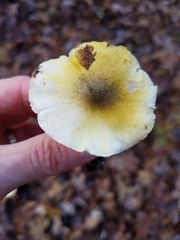 Tricholoma sejunctum