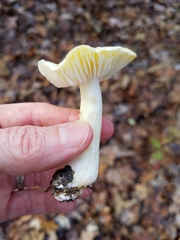 Tricholoma sejunctum