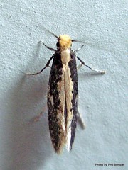 Monopis ethelella