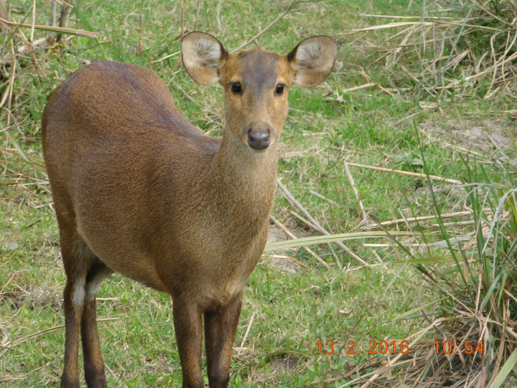 Hog Deer