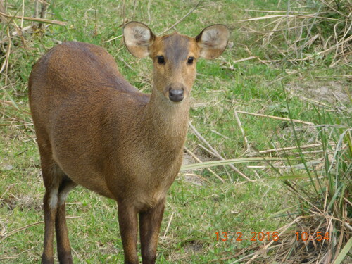 Axis porcinus