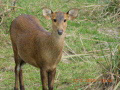 Hog Deer photo 1